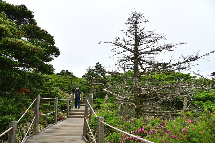 죽은 구상나무  DSC_9912.jpg