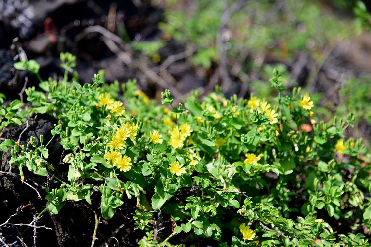 이고들빼기 DSC_8511.jpg