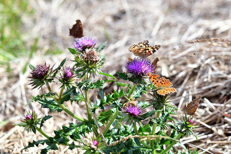작은멋쟁이나비 네발나비 바늘엉겅퀴 DSC_5146.jpg
