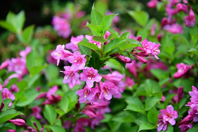 붉은병꽃나무 DSC_9901.jpg