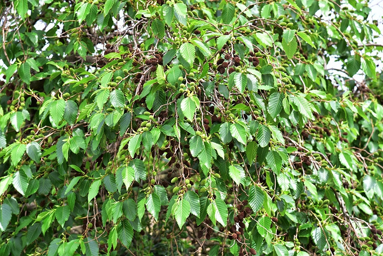 사방오리나무 DSC_7942.jpg