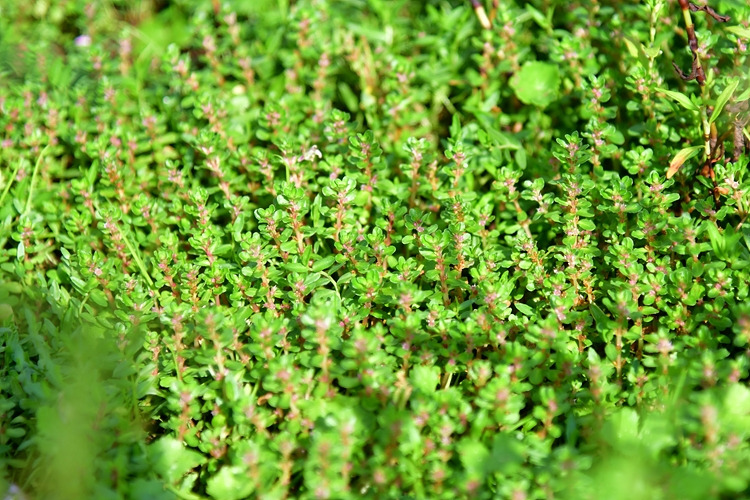 마디꽃 DSC_6677.jpg