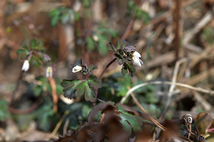 개구리발톱 DSC_6705.jpg