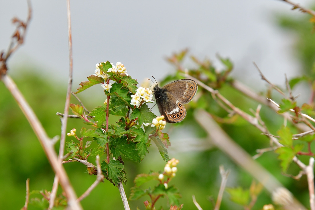 도시처녀나비 국수나무  DSC_9423.jpg