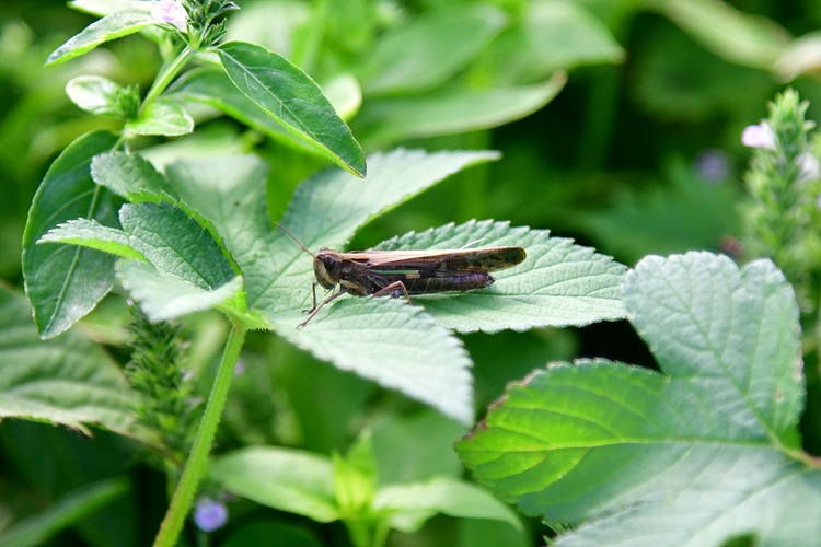 청분홍메뚜기 DSC_6559.jpg