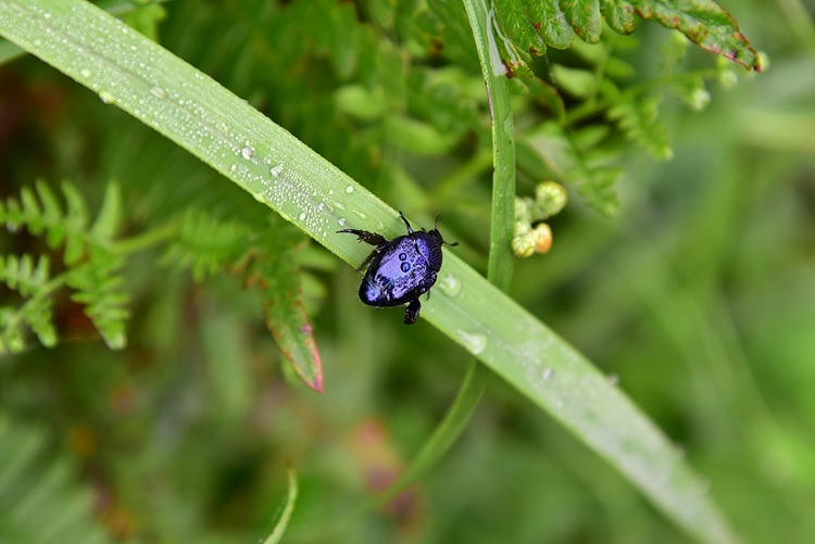 참콩풍뎅이 DSC_0703.jpg