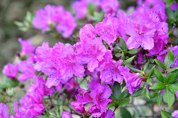 산철쭉 DSC_9782.jpg