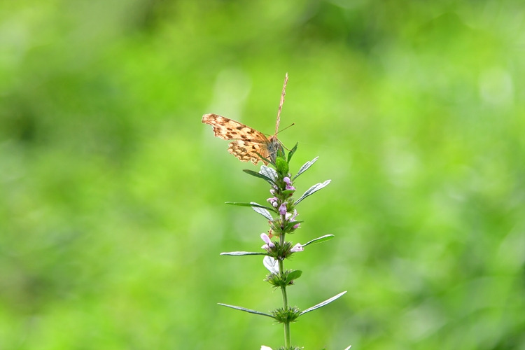 네발나비 익모초 DSC_6615.jpg