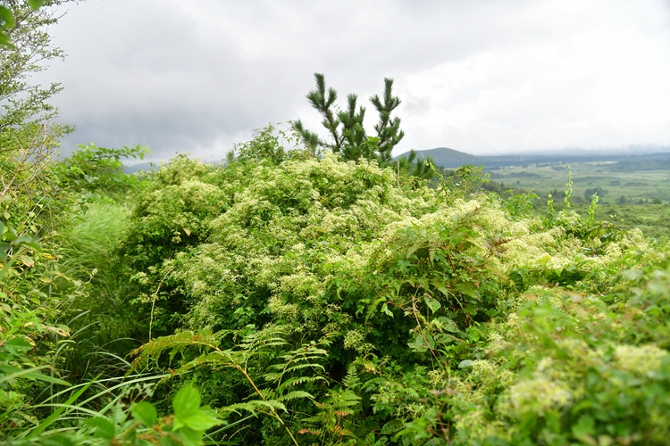 사위질빵 씨앗 DSC_6820.jpg