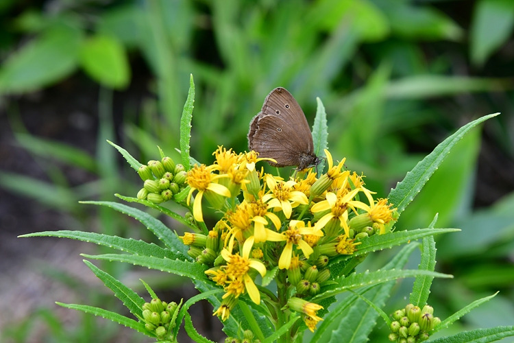 가락지나비  금방망이 DSC_3080.jpg