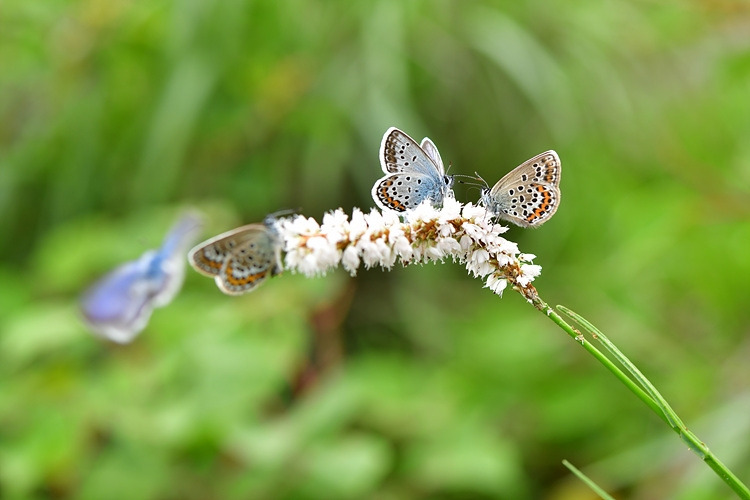 산꼬마부전나비  가는범꼬리 DSC_0762.jpg