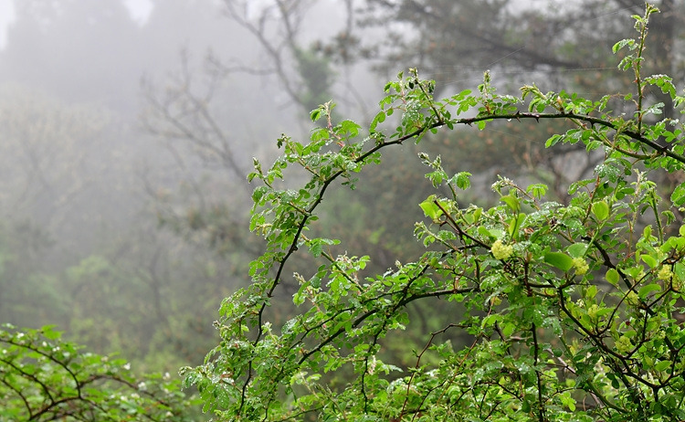 찔레꽃   아부오름 DSC_7445.jpg