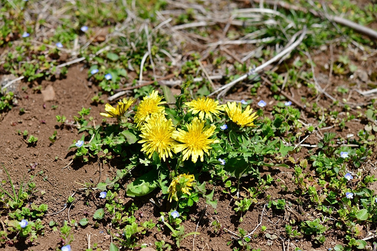 민들레  토종 DSC_7235.jpg