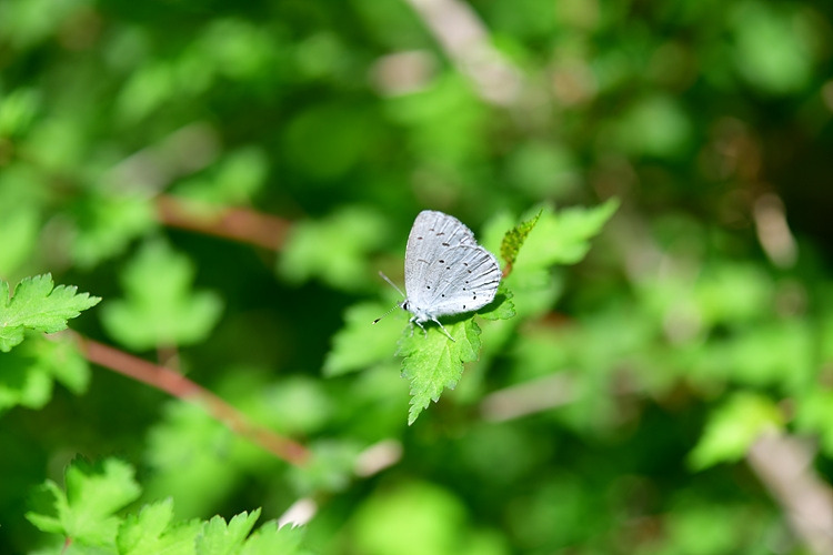 푸른부전나비 DSC_8743.jpg