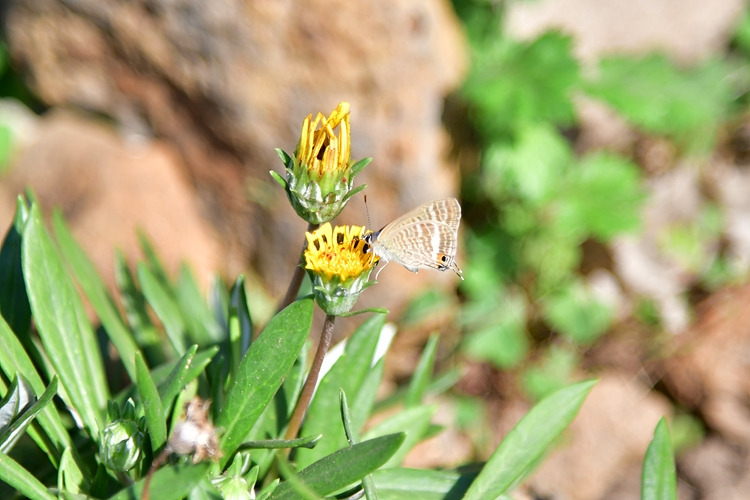 물결부전나비 DSC_9141.jpg