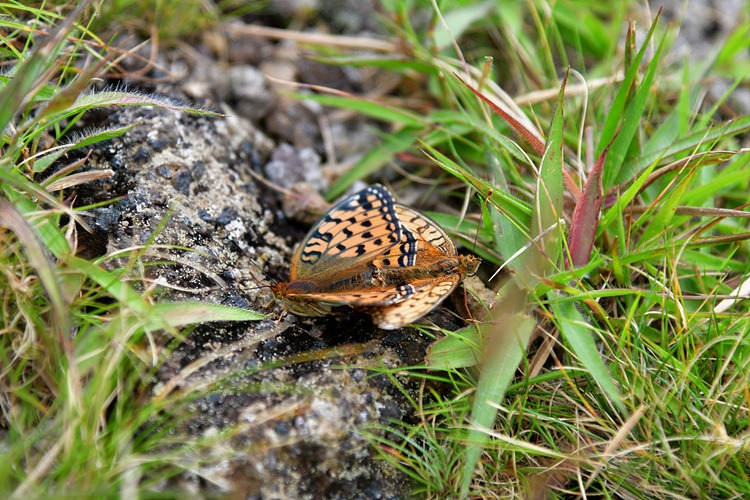 은점표범나비  교미  DSC_3834.jpg