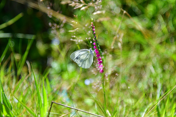 줄흰나비 타래난초 DSC_1873.jpg
