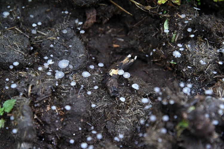 흰가루두엄먹물버섯 DSC_0389.jpg