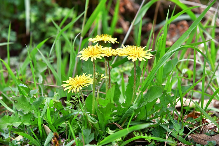 토종민들레  DSC_6843.jpg