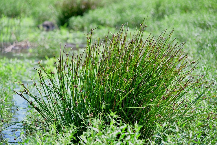 송이고랭이 DSC_6670.jpg