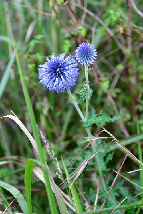 절굿대 DSC_9352.jpg