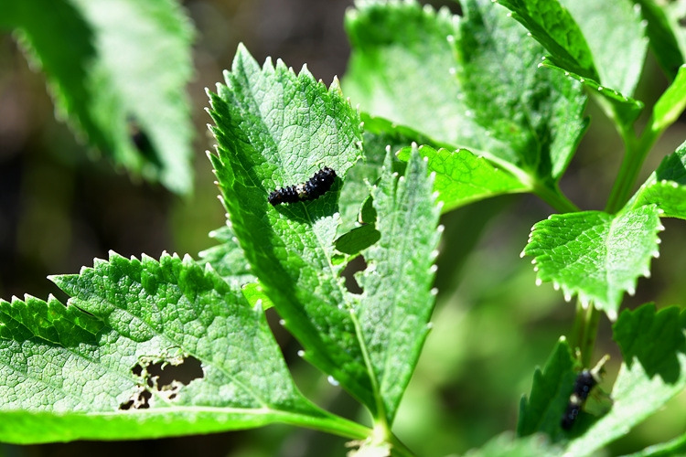 산호랑나비 애벌레 DSC_3945.jpg