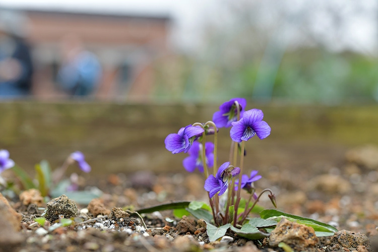 제비꽃 DSC_6858.jpg