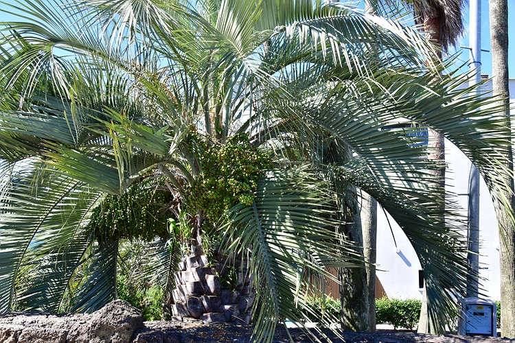 카나리아야자 DSC_3679.jpg