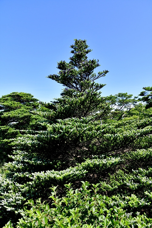 구상나무  크리스마스트리 모양  DSC_1003.jpg