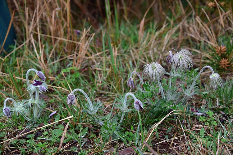 가는잎할미꽃  아부오름 DSC_1174.jpg