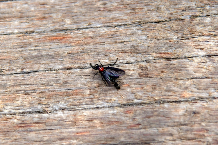 털파리과 - 개미가 끌고 가는 죽은 DSC_9691.jpg