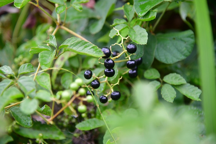 거지덩굴 열매 DSC_6851.jpg