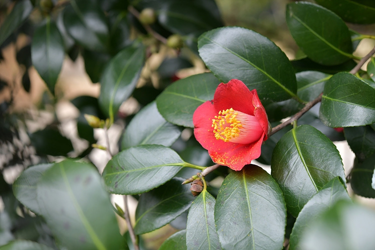 동백나무 꽃 DSC_6831.jpg