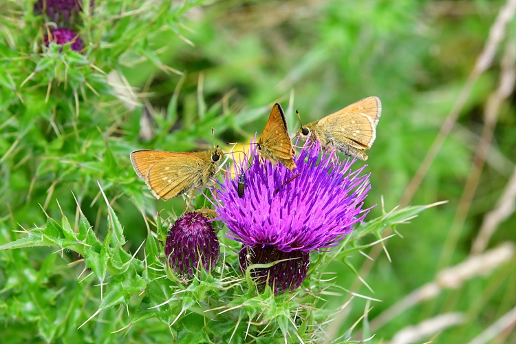 유리창떠들썩팔랑나비   바늘엉겅퀴  DSC_3099.jpg