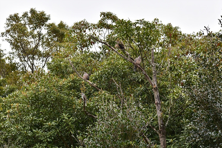 직박구리와 멧비둘기 DSC_7810.jpg