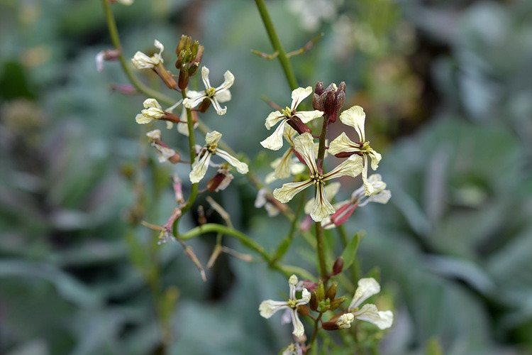 루콜라 꽃 DSC_6862.jpg