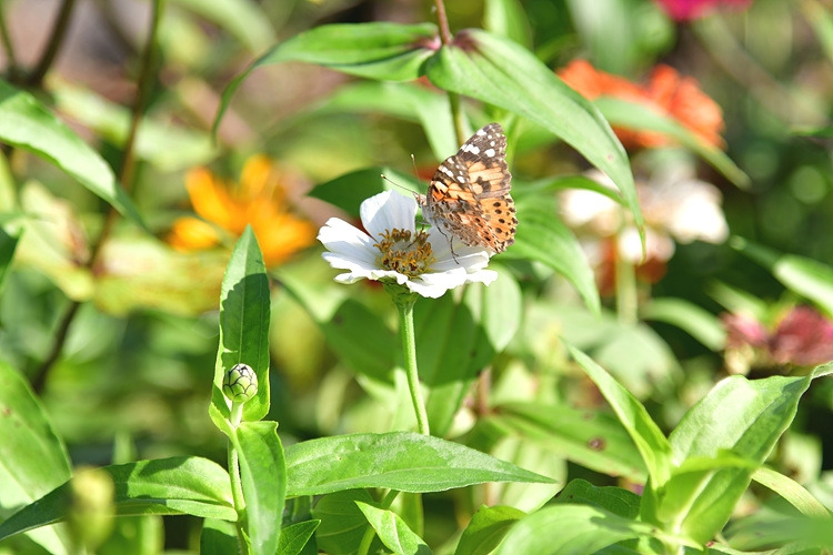 작은멋쟁이나비  백일홍 DSC_4520.jpg