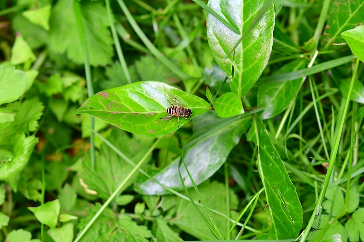 배짧은꽃등에  DSC_8618.jpg