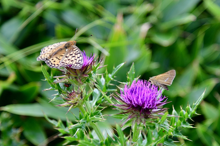 줄점팔랑나비  은점표범나비 가시엉겅퀴 DSC_6266.jpg