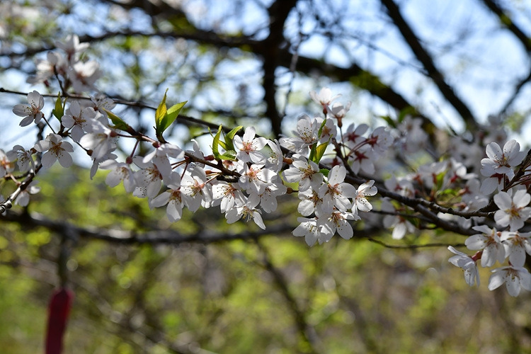 올벚나무 DSC_7120.jpg