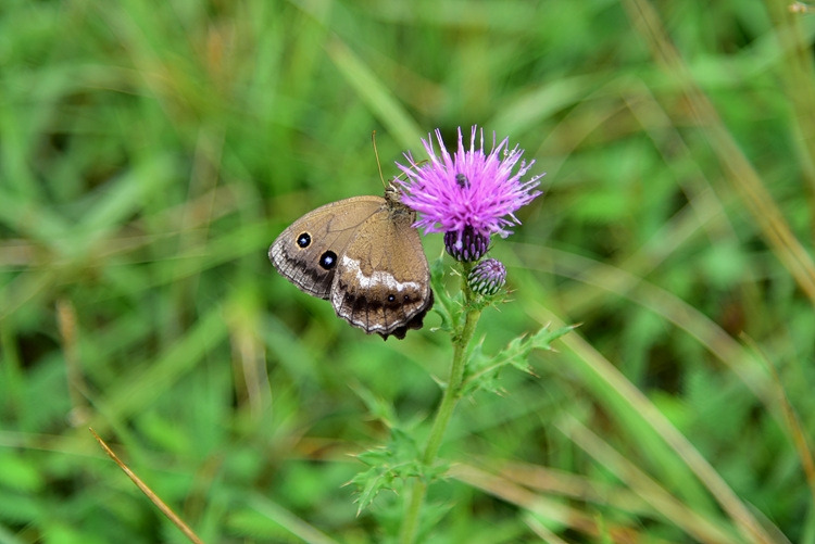 굴뚝나비 DSC_0768.jpg