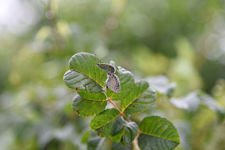 남방부전나비 DSC_0350.jpg