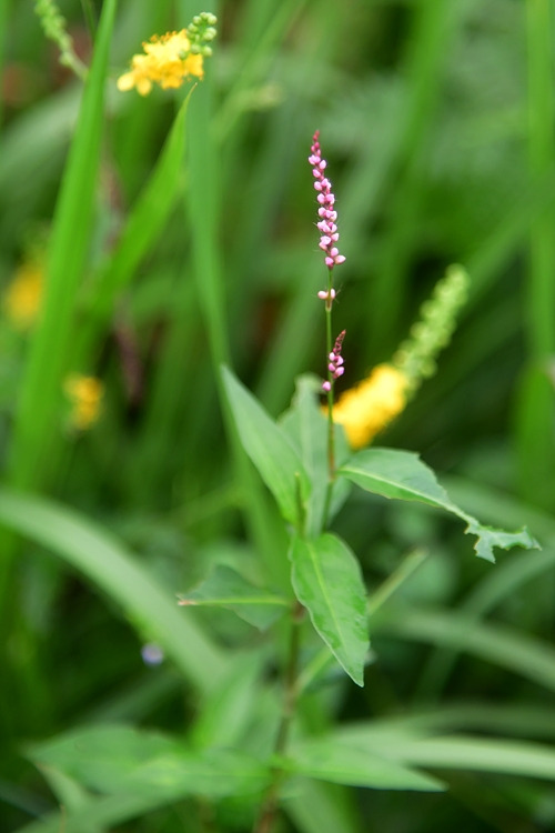 개여뀌 DSC_6847.jpg