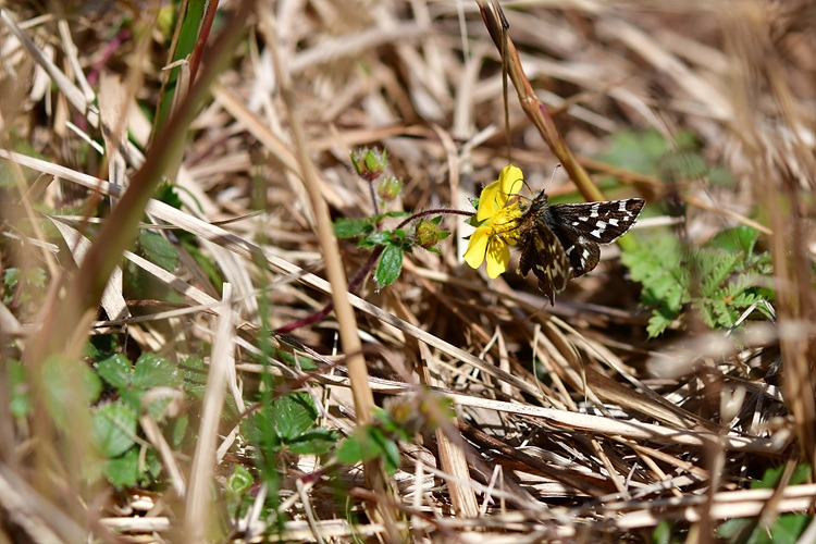 흰점팔랑나비  제주양지꽃 DSC_7169.jpg