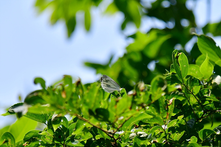 큰줄흰나비 DSC_8621.jpg