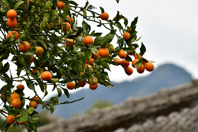 금귤 열매 DSC_6925.jpg