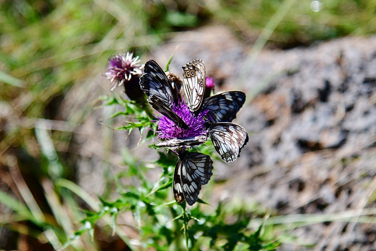조흰뱀눈나비   바늘엉겅퀴   DSC_4972.jpg