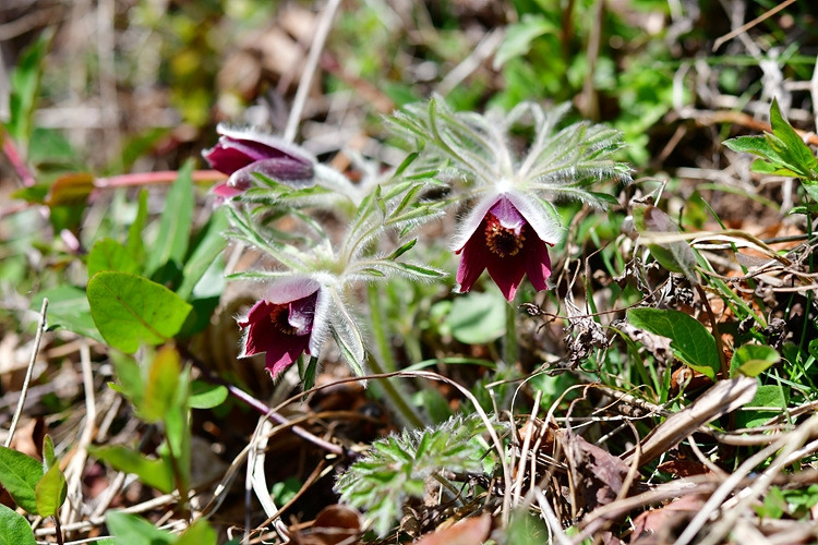 가는잎할미꽃 DSC_7220.jpg