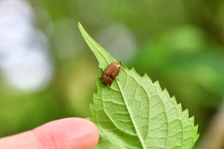 주둥무늬자색풍뎅이  DSC_8642.jpg