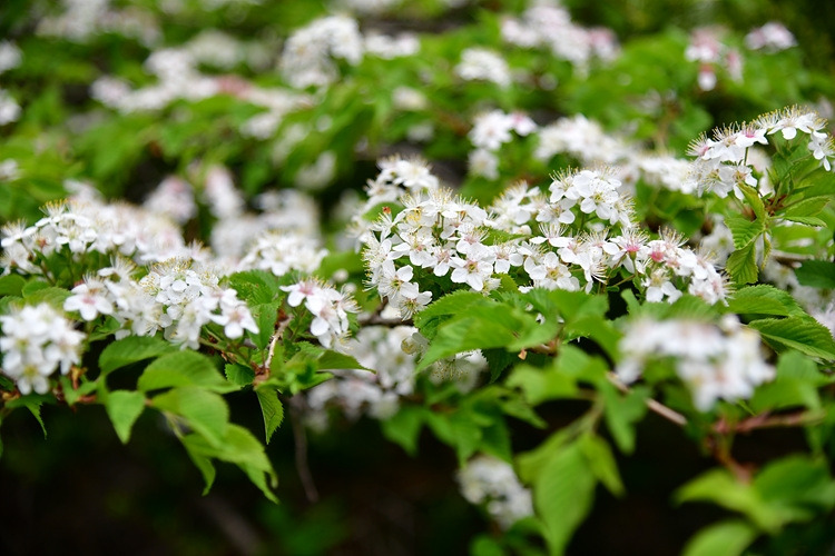 산개벚지나무 DSC_9853.jpg